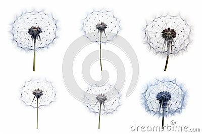 Dandelion with four different stages of seeds in it. Generative AI Stock Photo