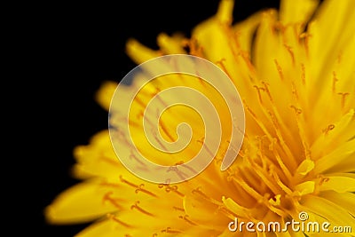 Dandelion Stock Photo