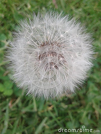 Dandelion full of dreams Stock Photo