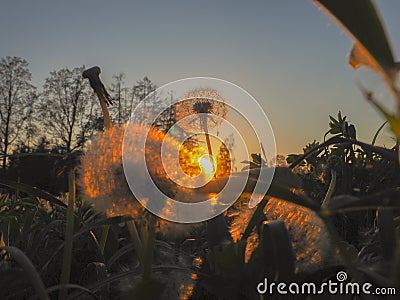 Dandelion fused with sunset so it looks like a lit bulb. Sunset Dundelion Stock Photo