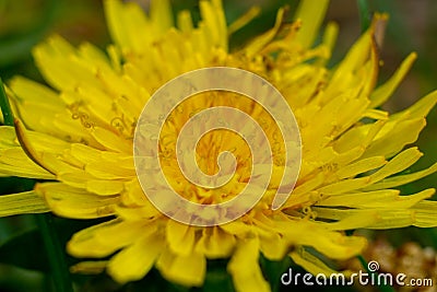 a dandelion in the garden macro Stock Photo