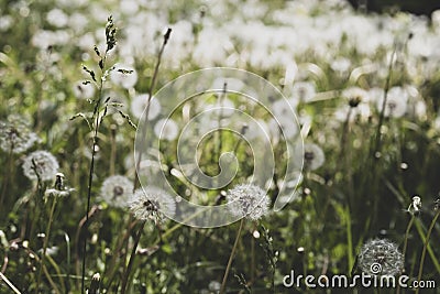 Dandelion garden. wildflowers. Stock Photo