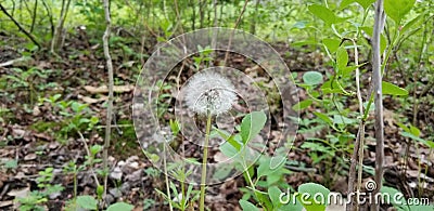 Dandelion green background day light Stock Photo