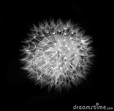 Dandelion head black and white Stock Photo