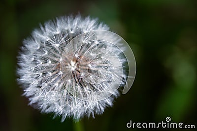 Dandelion Head Going to Seed Stock Photo