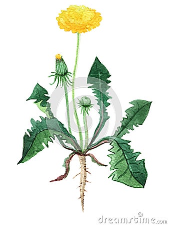 Dandelion herb medicinal and food plants Stock Photo