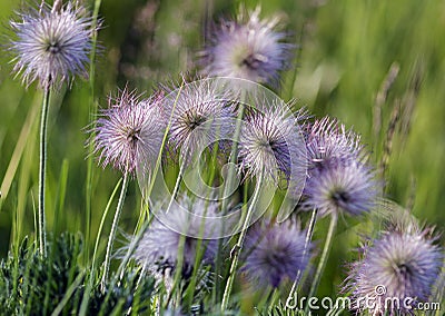Dandelion-like flowering plant Stock Photo
