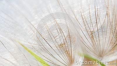 Dandelion macro. Stock Photo