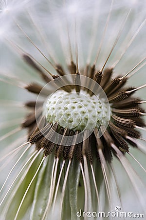 Dandelion Macro Stock Photo