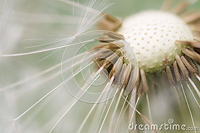 Dandelion macro Stock Photo