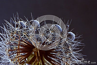 Dandelion macro drops Stock Photo