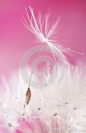 Dandelion macro fruit Stock Photo