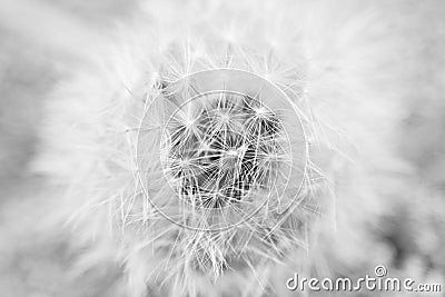 Dandelion Macro Stock Photo