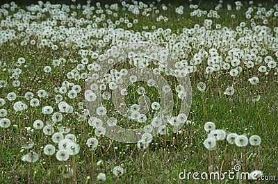 Dandelion meadow Stock Photo