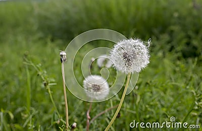 Dandelion in a meadow of green grass Stock Photo