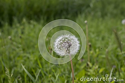 Dandelion in a meadow of green grass Stock Photo