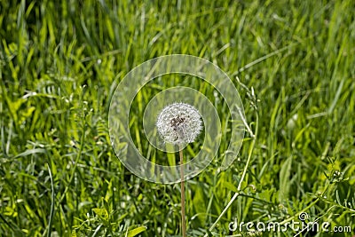 Dandelion in a meadow of green grass Stock Photo