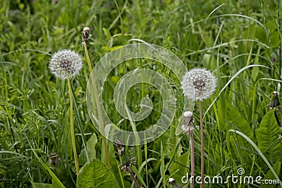 Dandelion in a meadow of green grass Stock Photo