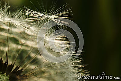 Dandelion at the meadow spring pollination seeds in green color Stock Photo