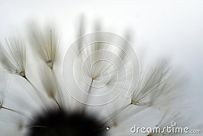 dandelion pappus surrounded by an abstract atmosphere, abstract puffball Stock Photo