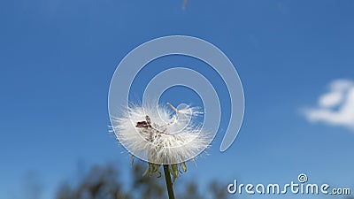 Dandelion flower, also known as lion teeth against blue sky Stock Photo