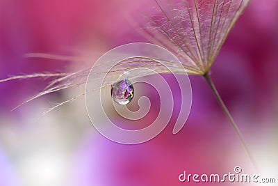 Dandelion on Purple Background Closeup.Tranquil Abstract Art Photography.Wallpaper.Floral Design.Beauty Nature.Summer Flowers.Drop Stock Photo