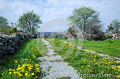 Dandelion road Stock Photo