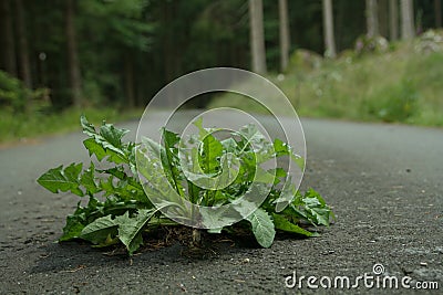 Dandelion on the road. Force of nature. Stock Photo