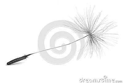 Dandelion seed Stock Photo