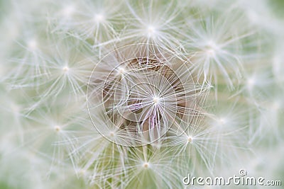 Dandelion seed abstract Stock Photo