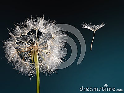 Dandelion with seed blowing away in the wind Stock Photo