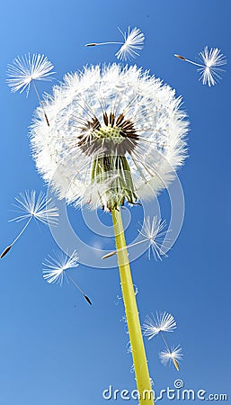 Dandelion seed floating away in the wind, close up of nature s delicate dispersal mechanism. Stock Photo