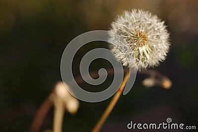 Dandelion Seed Head Stock Photo