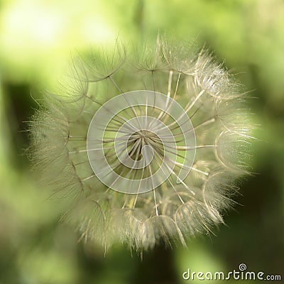 A Dandelion seed head with a blurred background Stock Photo