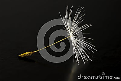 Dandelion seed Stock Photo