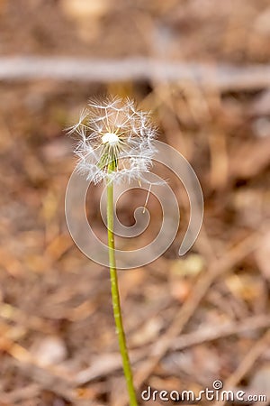 dandelion seed puffs growing wild in spring Stock Photo