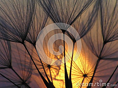 Dandelion seed with sun Stock Photo