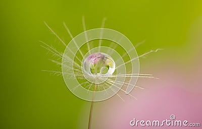 Dandelion seed with water drop Stock Photo