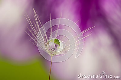 Dandelion seed with water drop Stock Photo