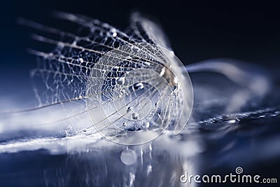 Dandelion seed with waterdrops and reflexions Stock Photo