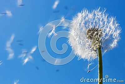 Dandelion Seeds Stock Photo