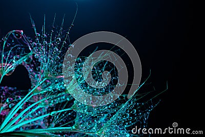 Dandelion seeds on a black background with blue backlight. Colorful minimalism. Macro. Drops of water on a fluffy flower close up Stock Photo