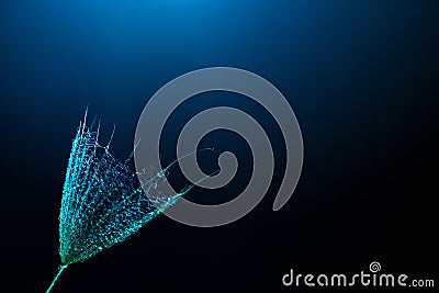 Dandelion seeds on a black background with blue backlight. Colorful minimalism. Macro. Drops of water on a fluffy flower close up Stock Photo