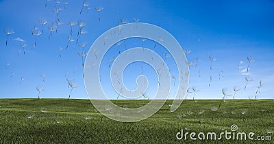 Dandelion with seeds blowing away in the wind across a clear sky Stock Photo