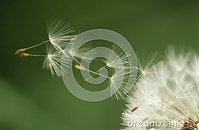 Dandelion seeds flying extreme close up Stock Photo