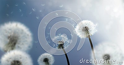 Dandelion Seeds flying in the Wind Stock Photo