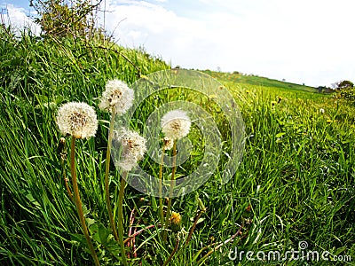 Dandelion seeds in a green field Stock Photo