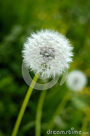 Dandelion with seeds, green grass and flowers. Stock Photo