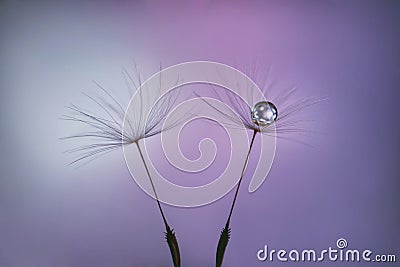 Dandelion seeds on pastel pink lilac background with water drop close up. Fluffy seeds on a blurred purple background. Macro. Stock Photo