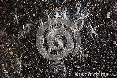 Dandelion seeds on the pavement. Stock Photo